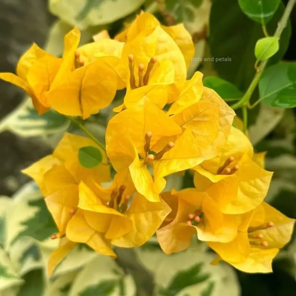 Floarea de Hartie Bougainvillea, cu flori galbene, inflorire abundenta, planta curgatoare rapida pentru terase si ghivece mari