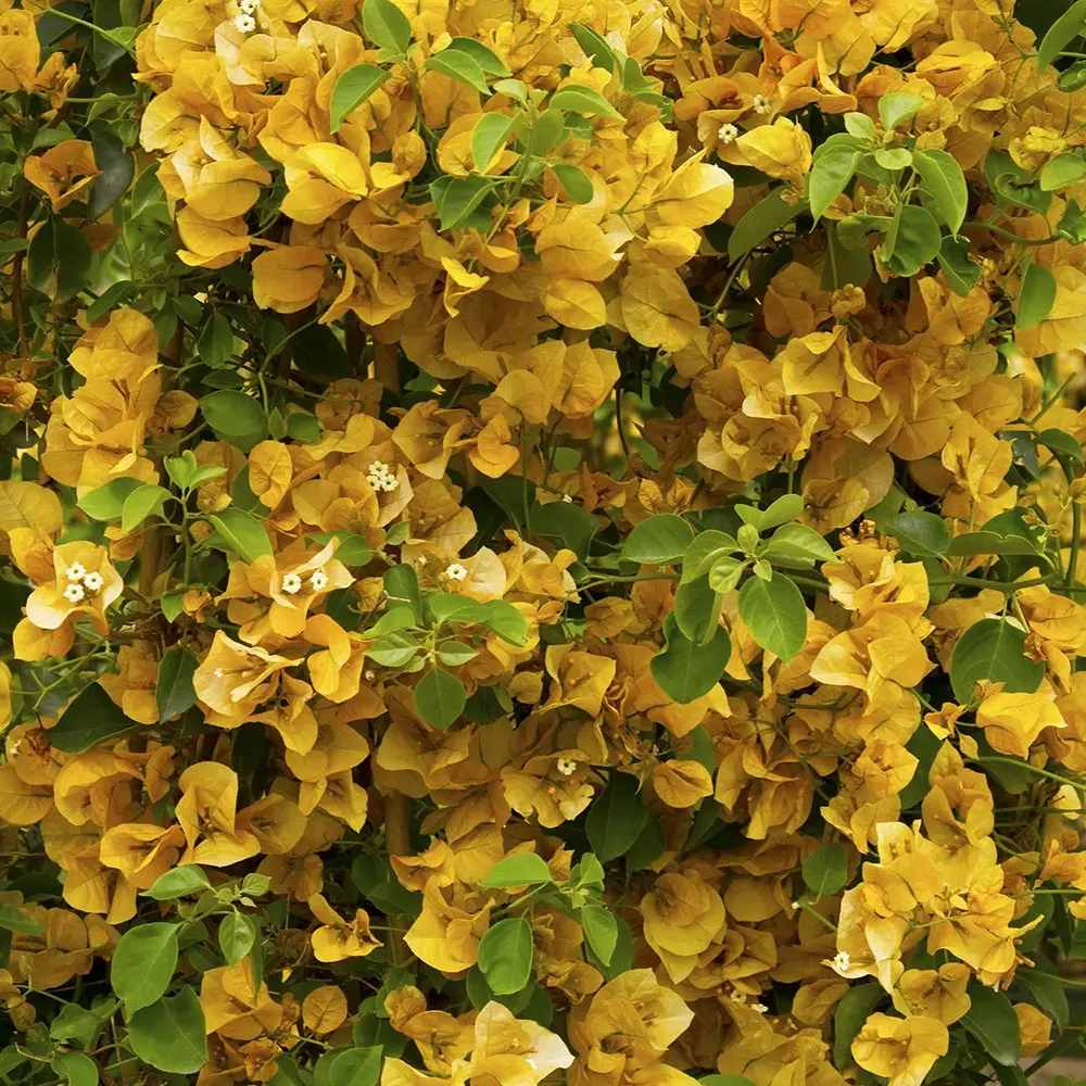 Floarea de Hartie Bougainvillea, cu flori galbene, inflorire abundenta, planta curgatoare rapida pentru terase si ghivece mari