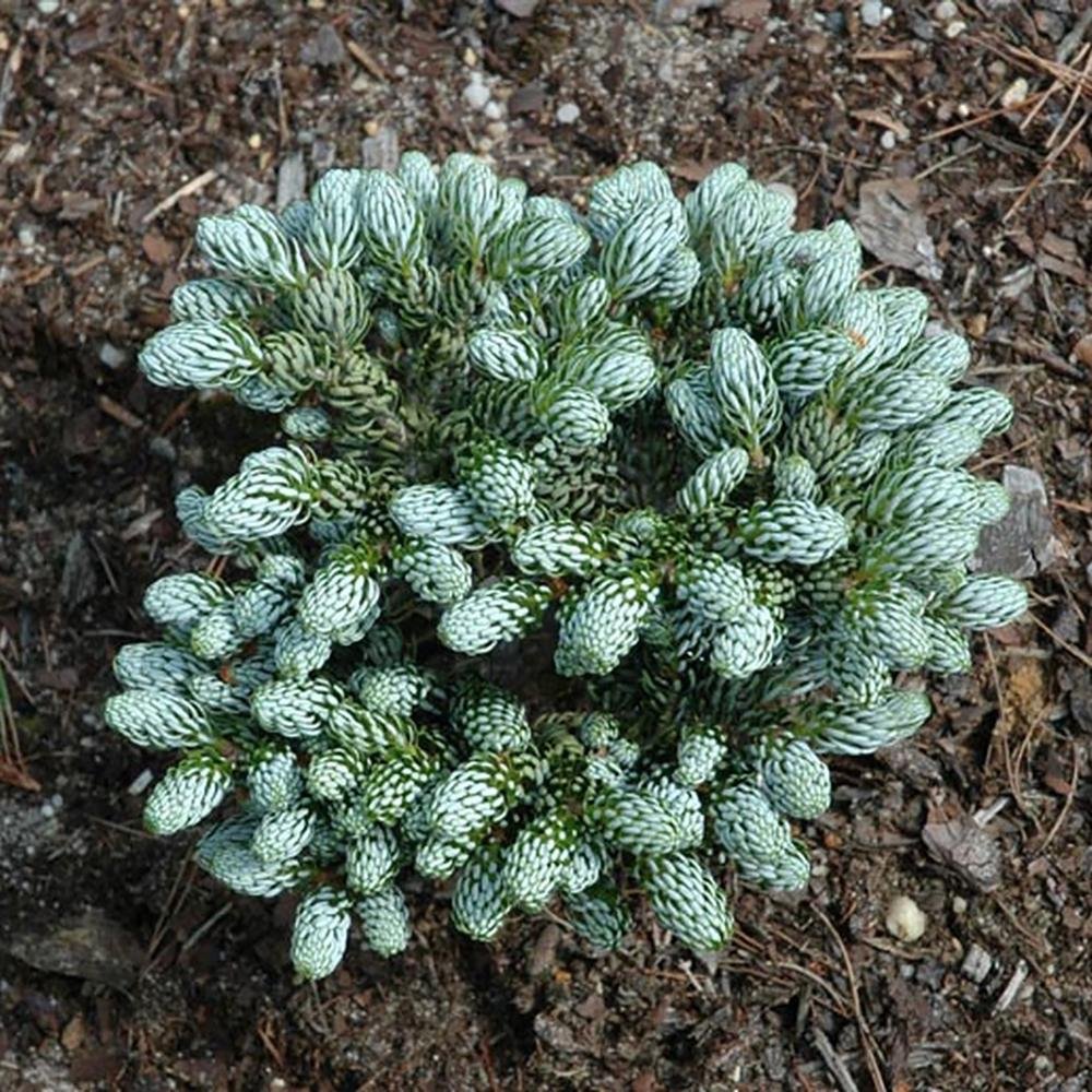 Brad Corean Kohouts Icebreaker (Abies)