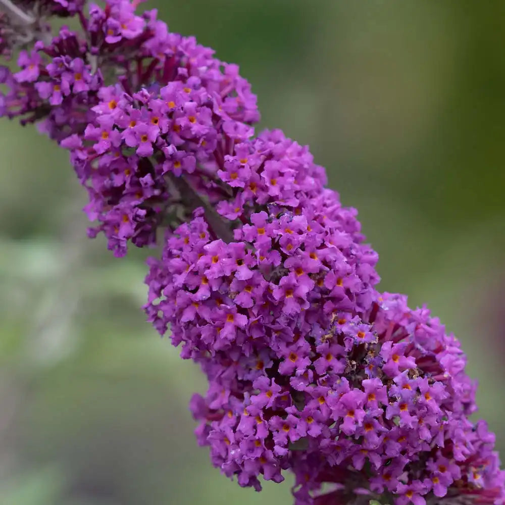 Liliac de Vara Border Beauty (Buddleja), arbust ornamental cu flori mov-violet parfumate, crestere rapida, iubitor de soare, atrage fluturi