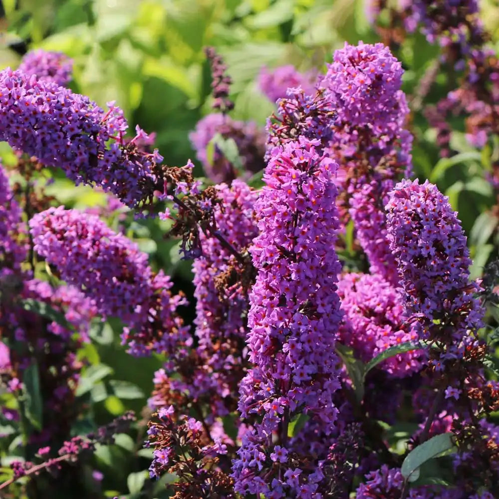 Liliac de Vara Border Beauty (Buddleja), arbust ornamental cu flori mov-violet parfumate, crestere rapida, iubitor de soare, atrage fluturi