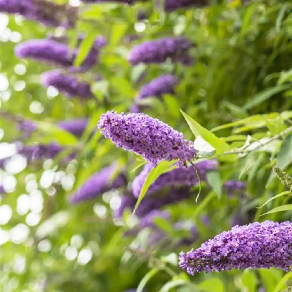 Liliac de Vara Border Beauty (Buddleja), arbust ornamental cu flori mov-violet parfumate, crestere rapida, iubitor de soare, atrage fluturi