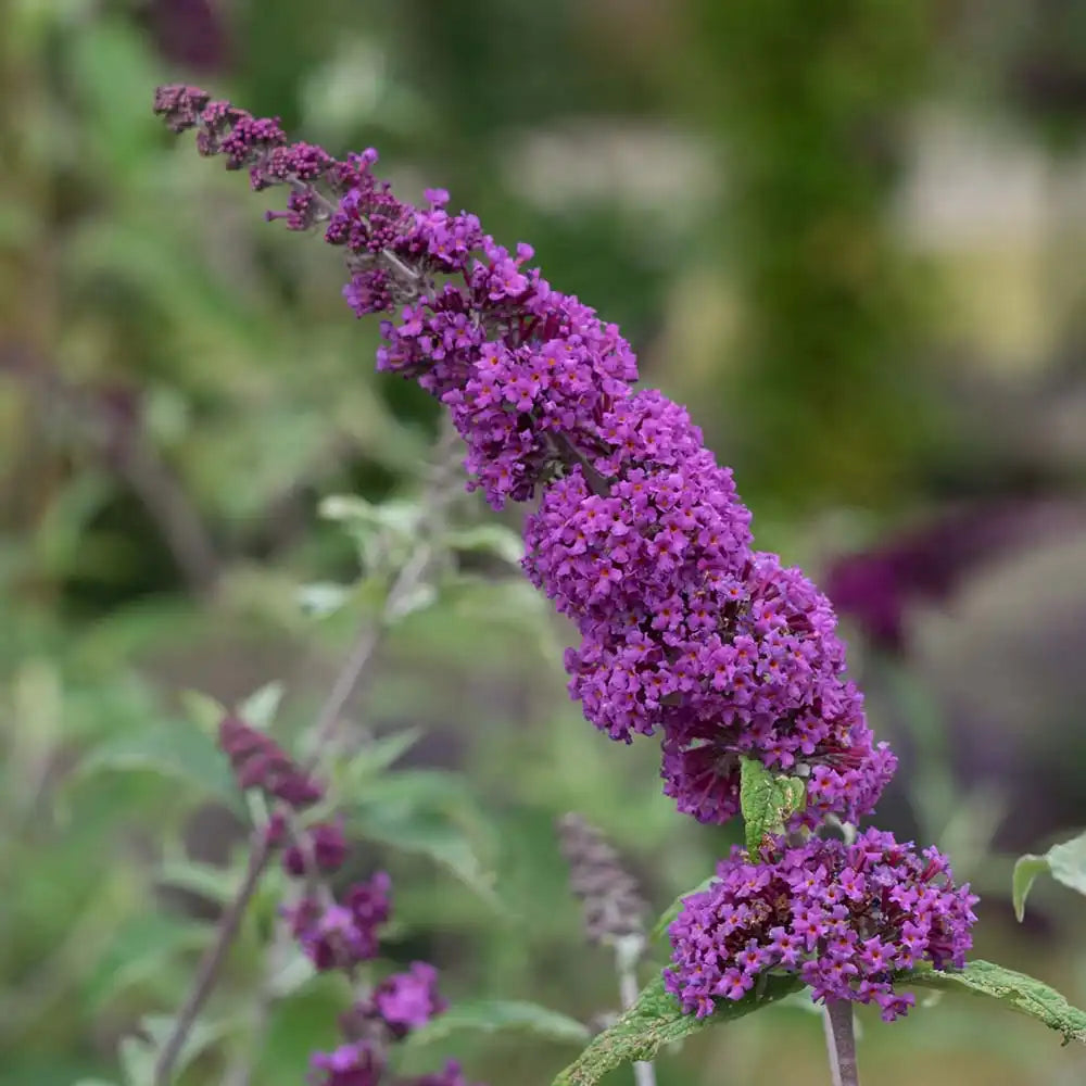 Liliac de Vara Border Beauty (Buddleja), arbust ornamental cu flori mov-violet parfumate, crestere rapida, iubitor de soare, atrage fluturi