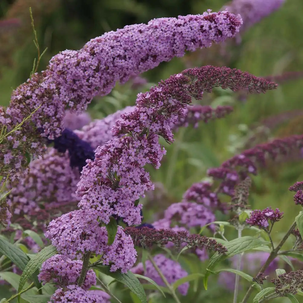 Liliac de Vara Border Beauty (Buddleja), arbust ornamental cu flori mov-violet parfumate, crestere rapida, iubitor de soare, atrage fluturi