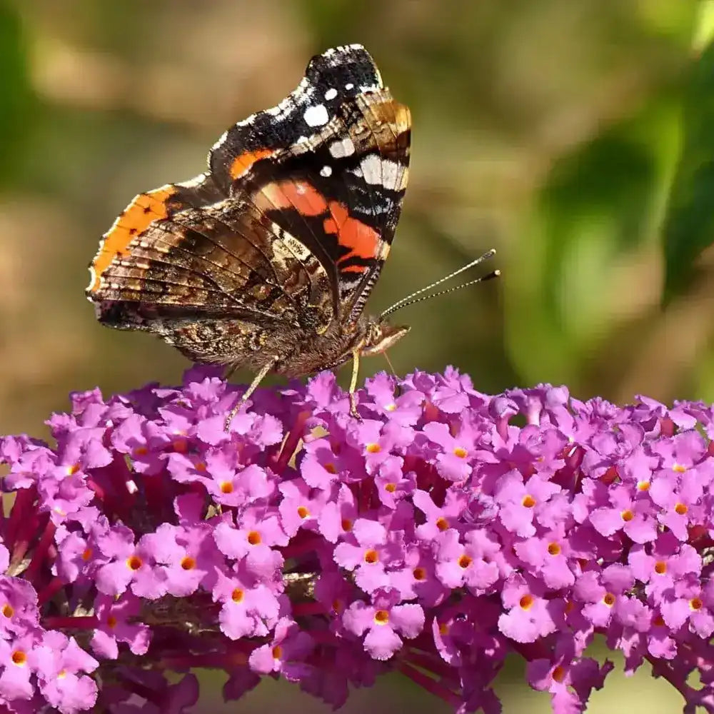 Liliac de Vara Border Beauty (Buddleja), arbust ornamental cu flori mov-violet parfumate, crestere rapida, iubitor de soare, atrage fluturi