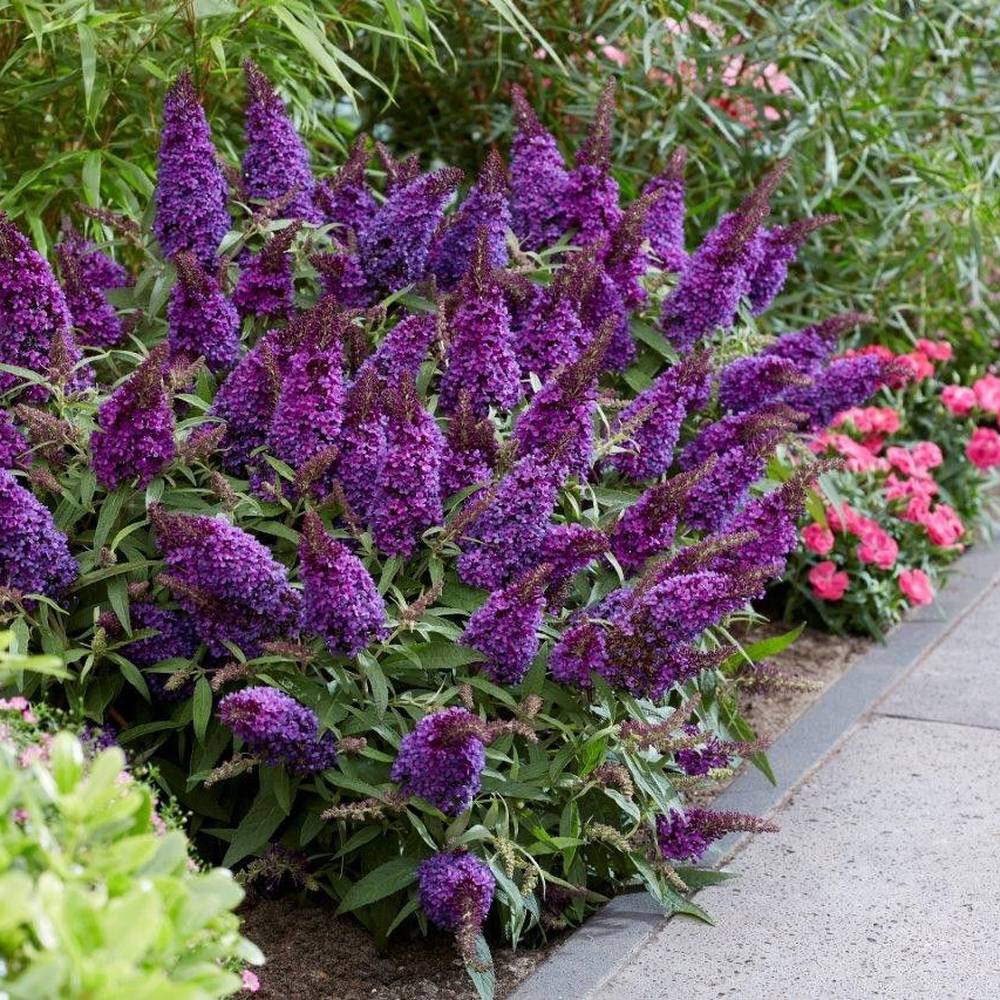 Liliac de Vara Butterfly Candy Little Purple (Buddleja), compact, flori lila-mov parfumata, inflorire lunga