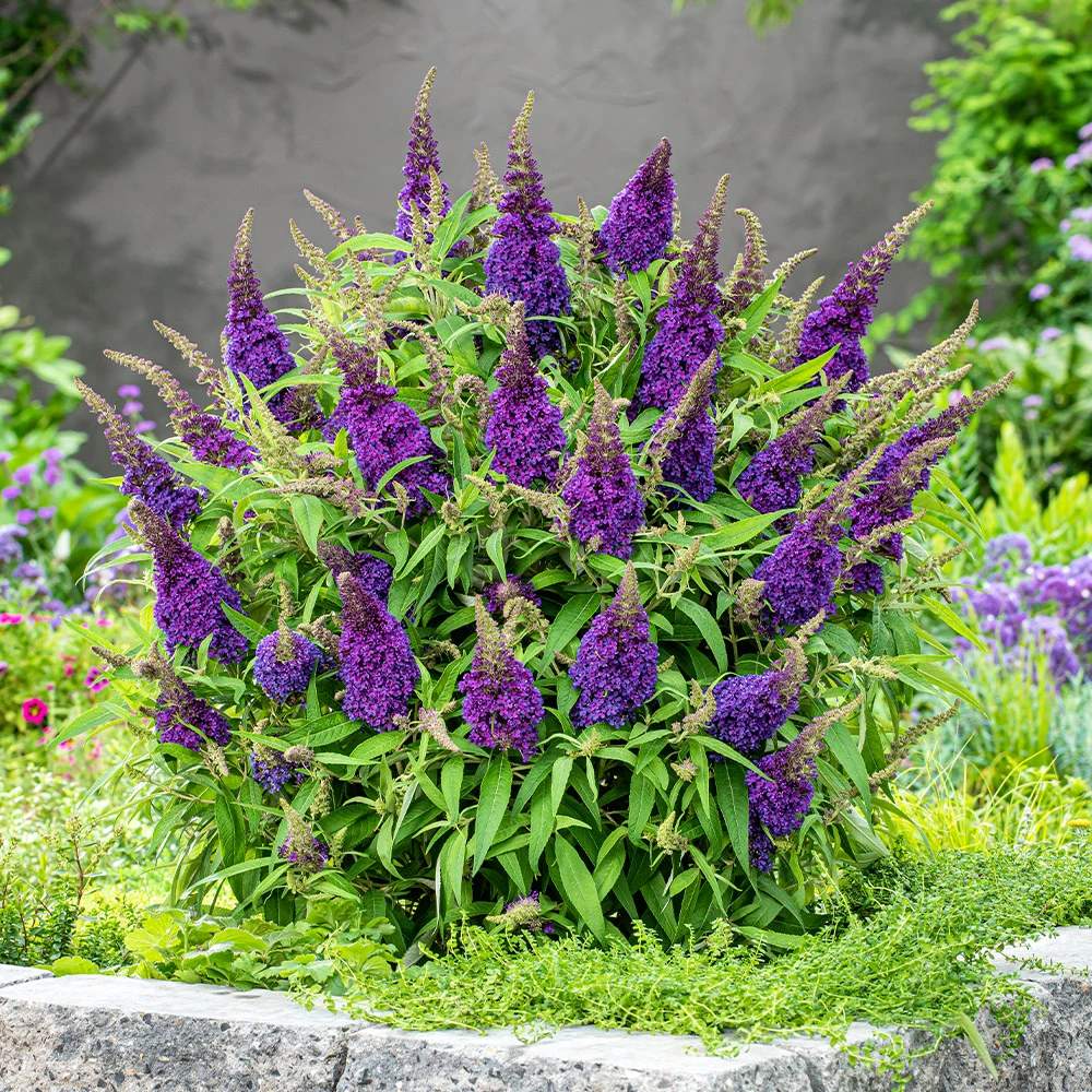 Liliac de Vara Butterfly Candy Little Purple (Buddleja), compact, flori lila-mov parfumata, inflorire lunga