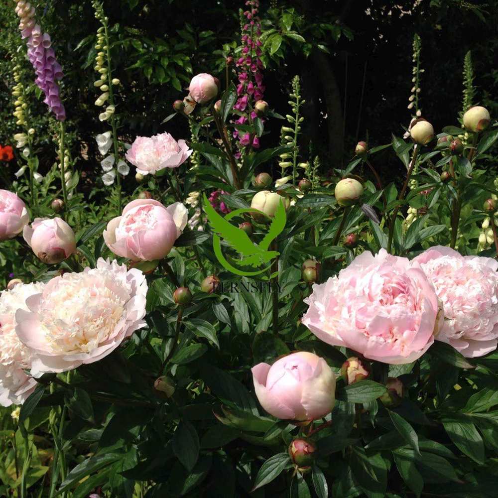 Bujor Lady Alexandra Druff, bulb in ghiveci