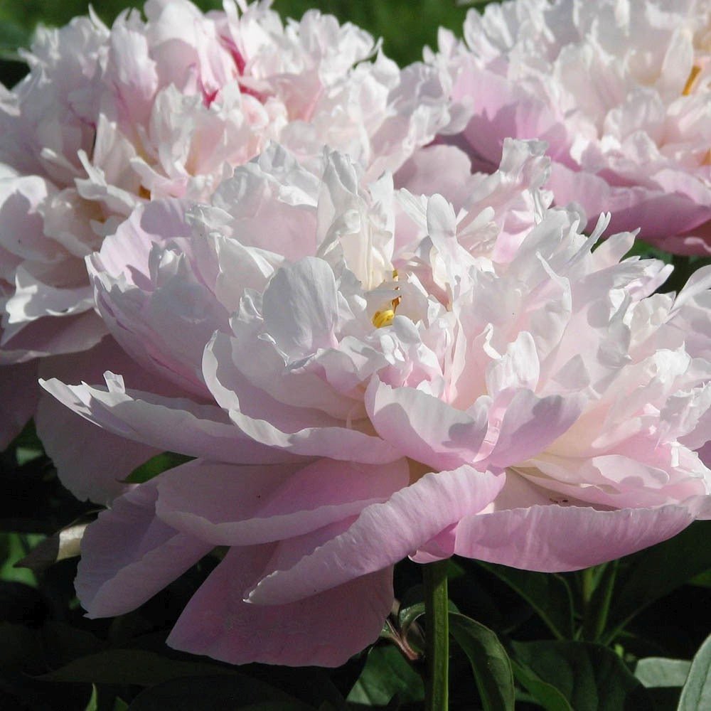 Bujor Lady Alexandra Druff, bulb in ghiveci