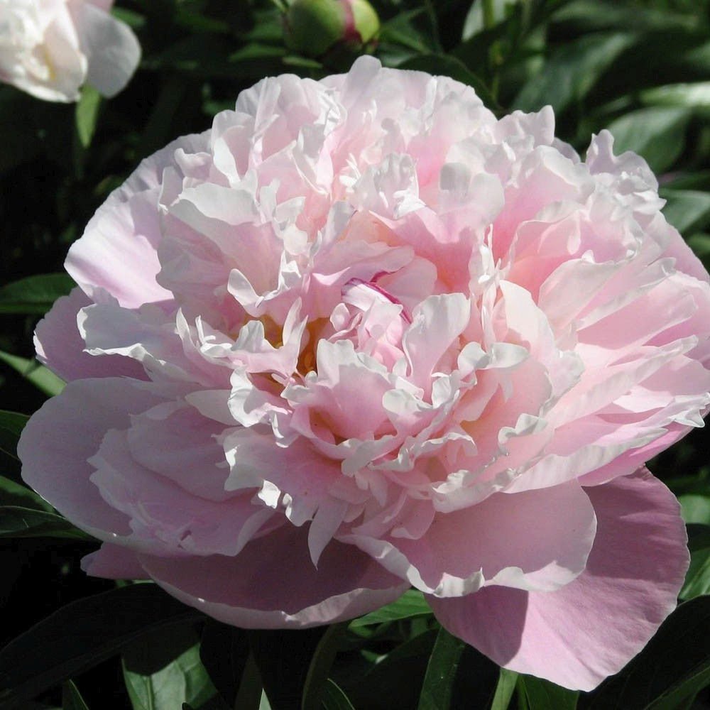 Bujor Lady Alexandra Druff, bulb in ghiveci