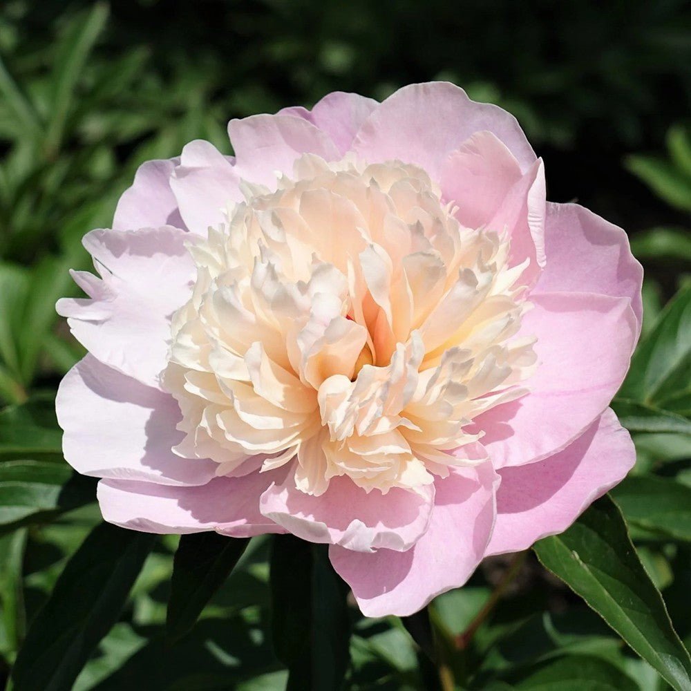 Bujor Lady Alexandra Druff, bulb in ghiveci