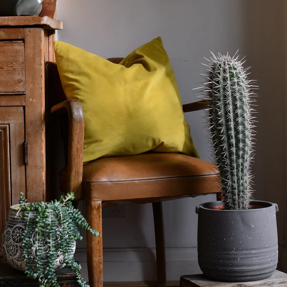 Cactus Gigant Mexican Pachycereus pringlei