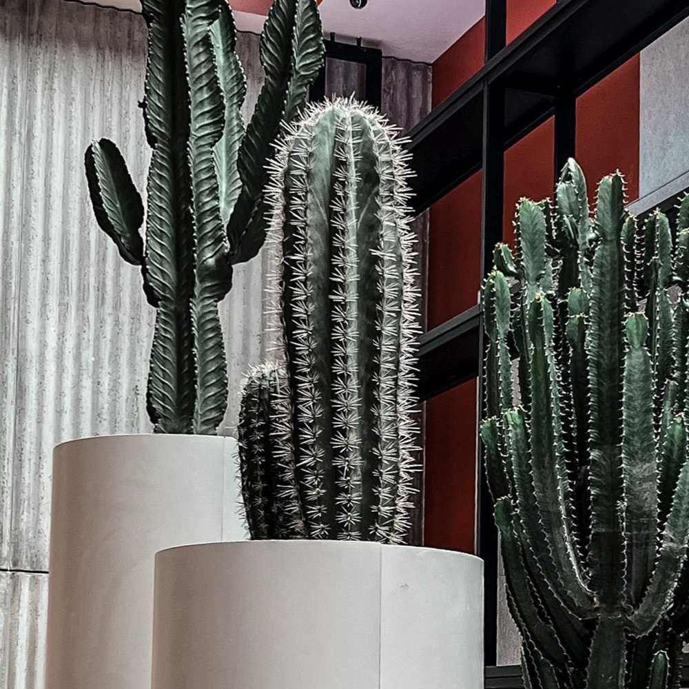 Cactus Gigant Mexican Pachycereus pringlei