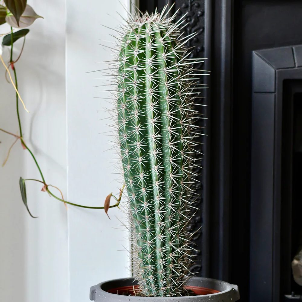 Cactus Gigant Mexican Pachycereus pringlei