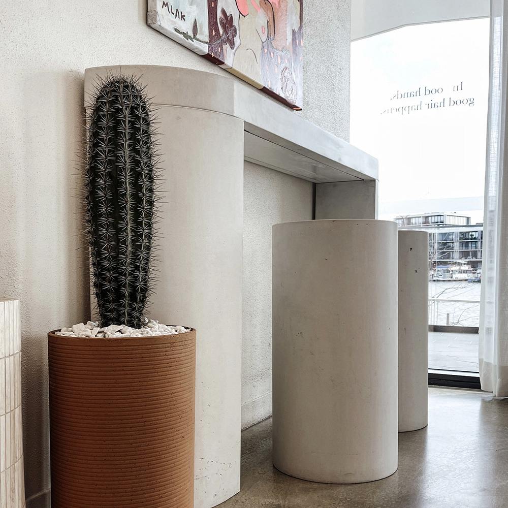 Cactus Gigant Mexican Pachycereus pringlei