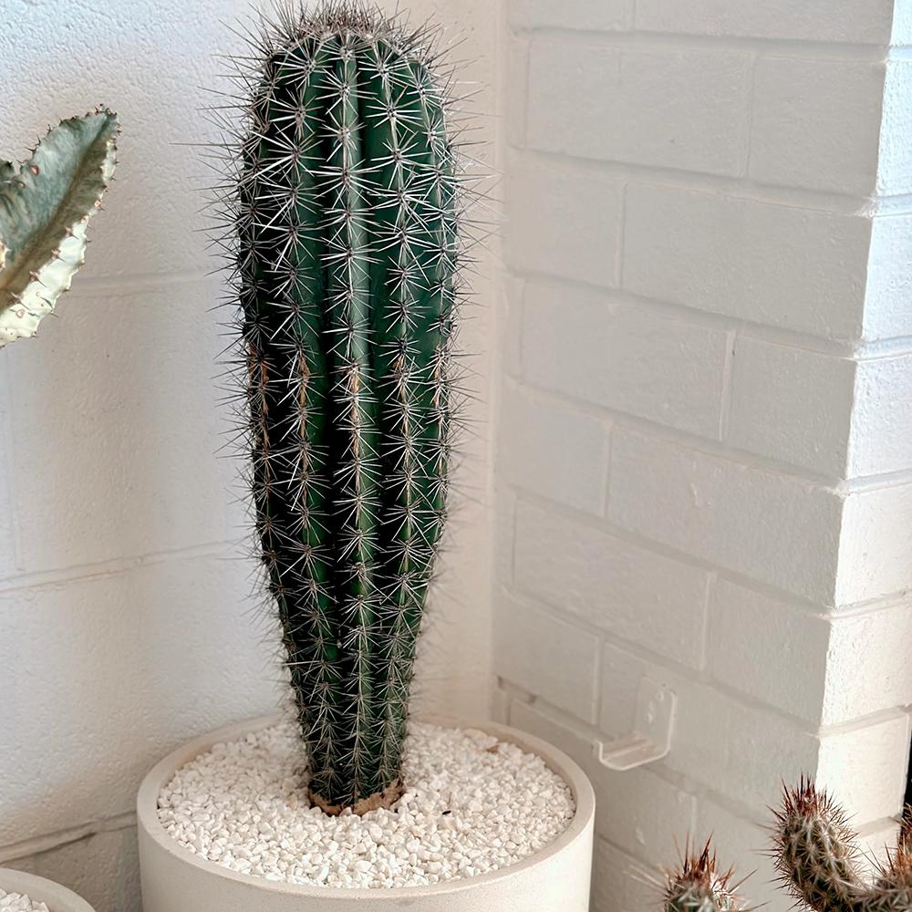 Cactus Gigant Mexican Pachycereus pringlei