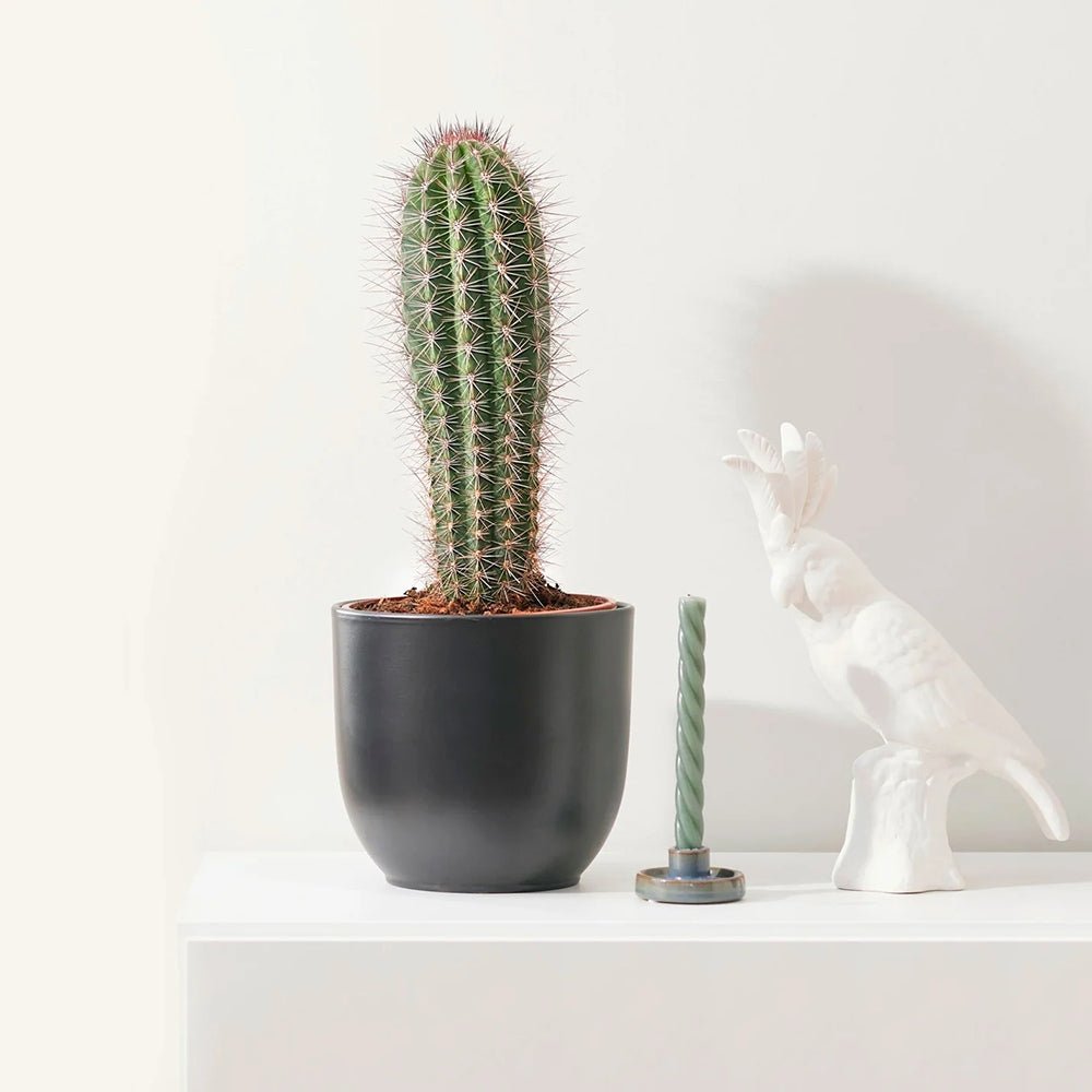 Cactus Gigant Mexican Pachycereus pringlei