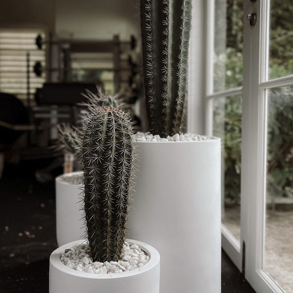 Cactus Gigant Mexican Pachycereus pringlei