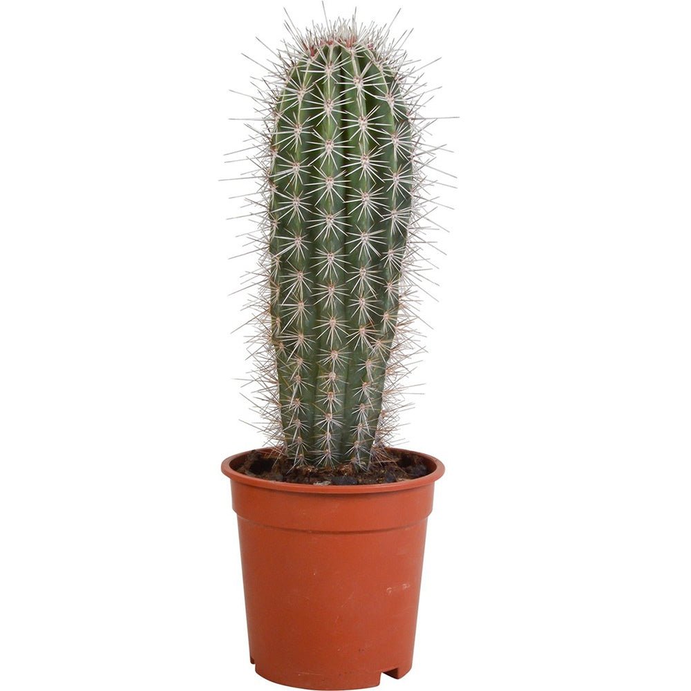 Cactus Gigant Mexican Pachycereus pringlei