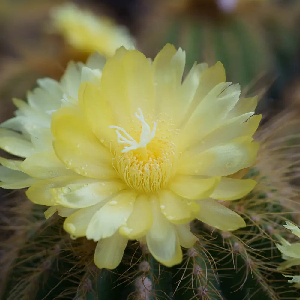 Cactus Noto Warassi, cactus globular exotic de interior, cu flori galbene, planta decorativa rara