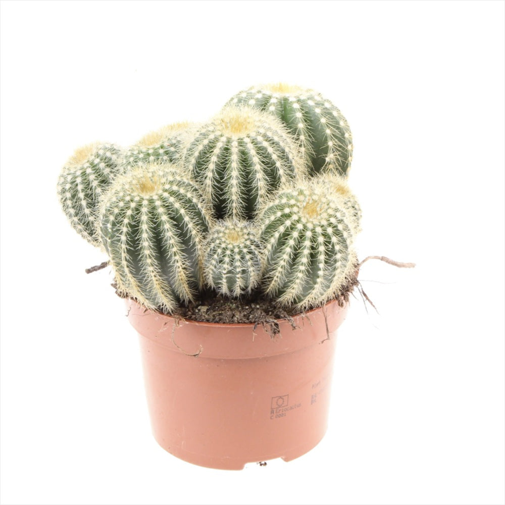 Cactus Noto Warassi, cactus globular exotic de interior, cu flori galbene, planta decorativa rara