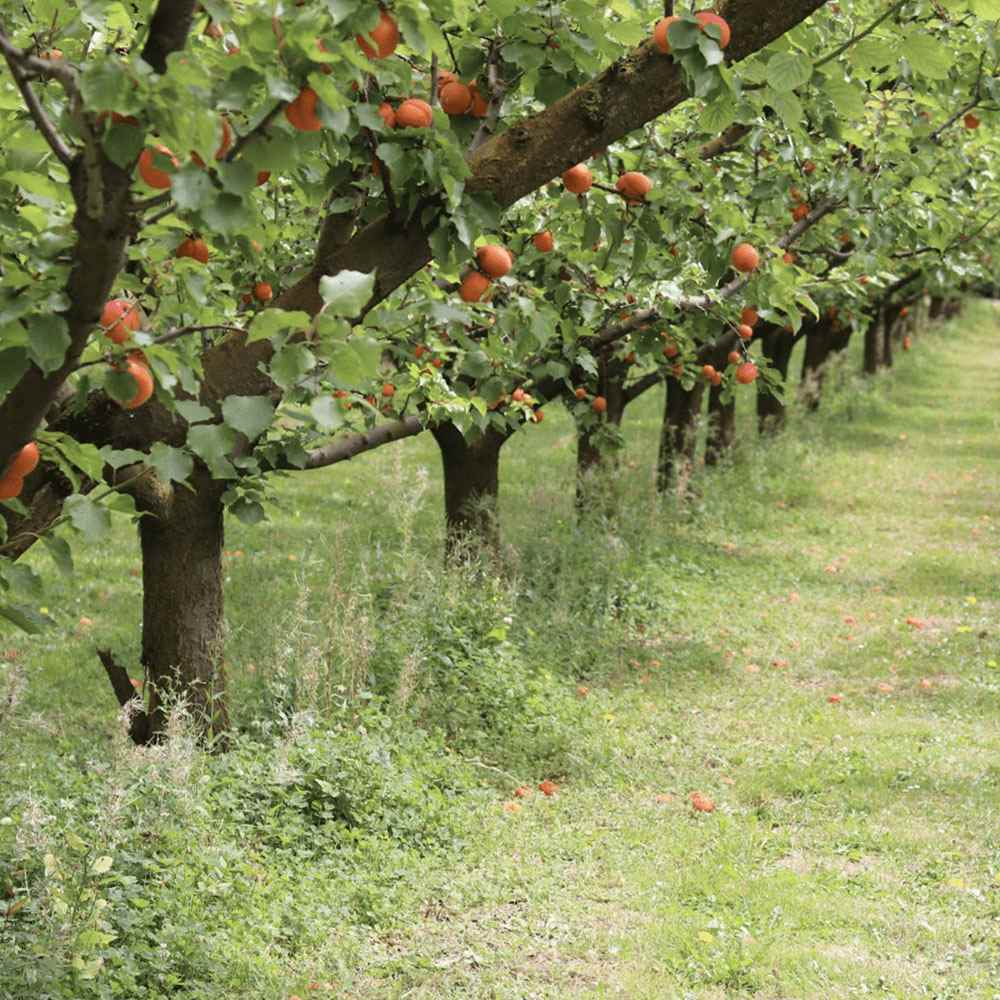 Cais (Prunus armeniaca), cu fructe dulci galbene