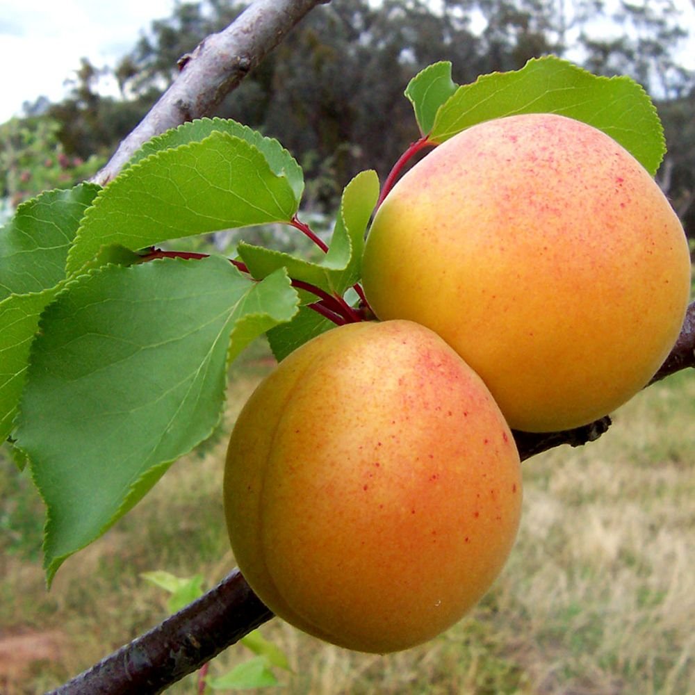Cais (Prunus armeniaca), cu fructe dulci galbene