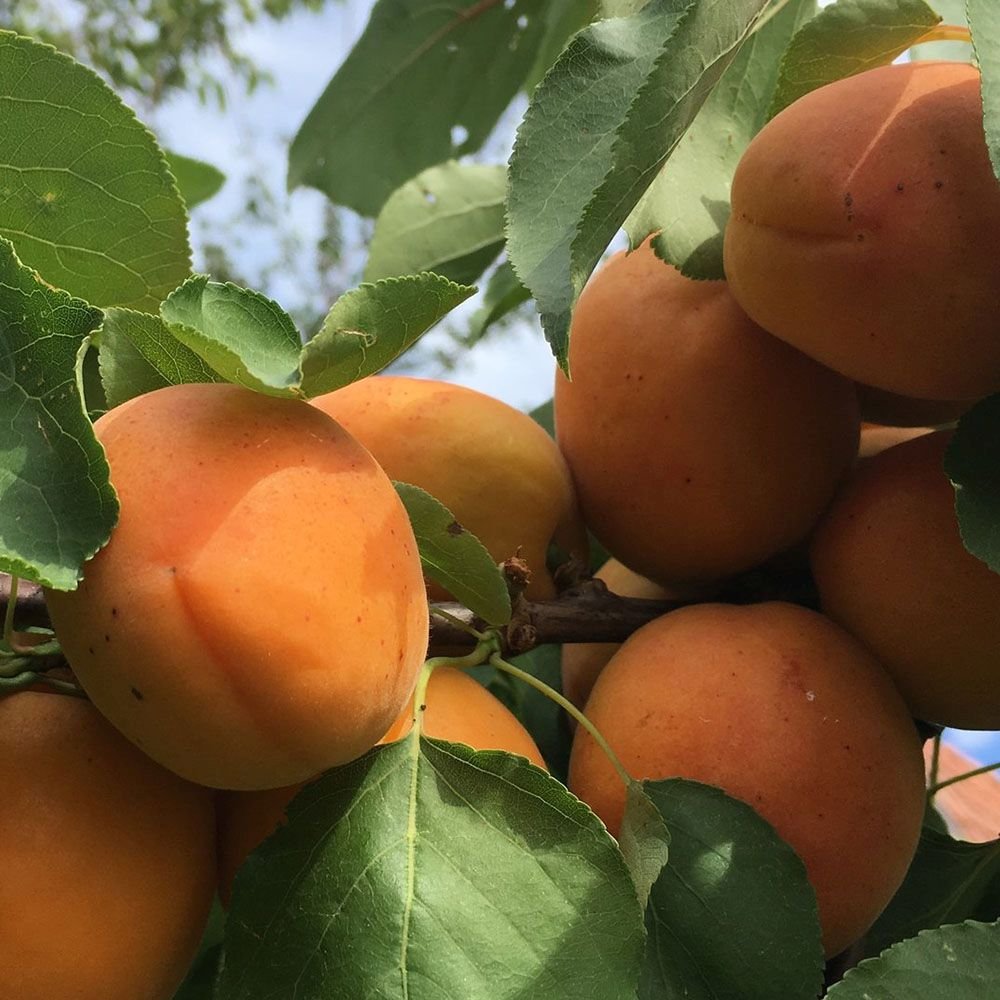 Cais (Prunus armeniaca), cu fructe dulci galbene