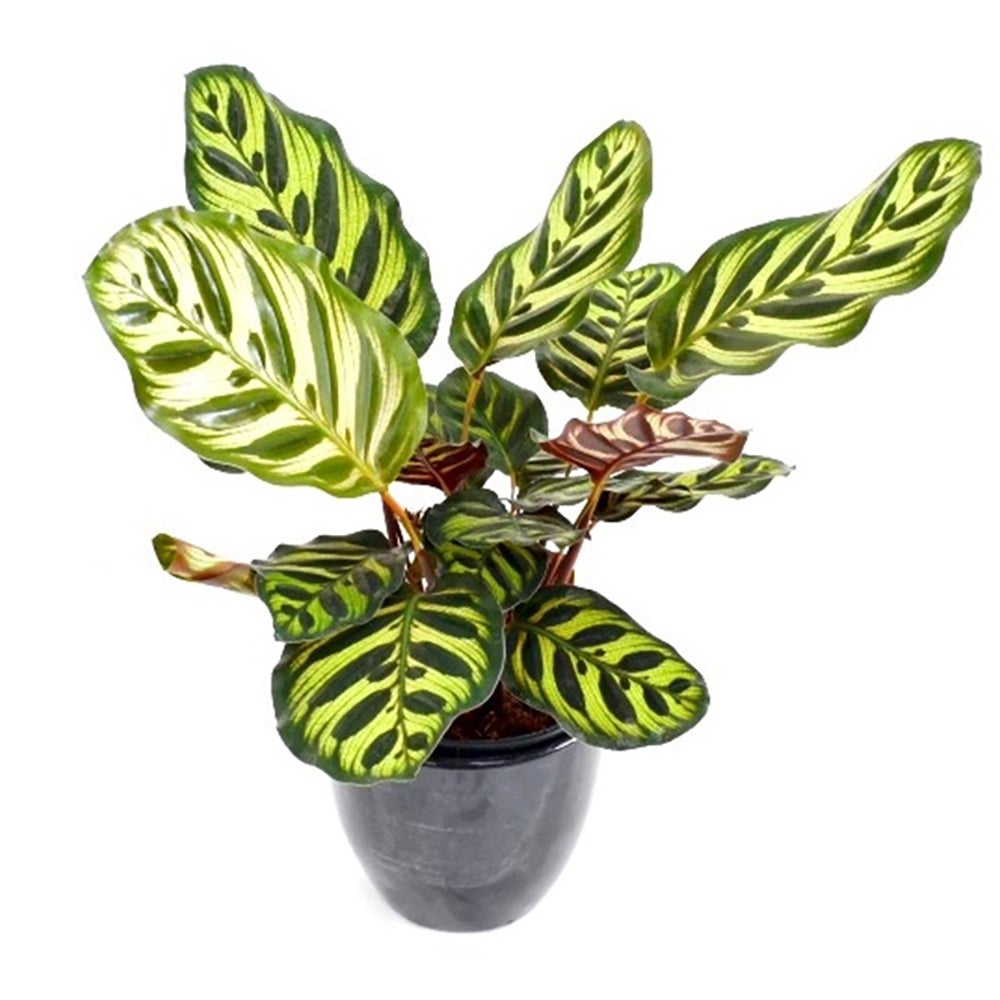 Calathea Makoyana - 80 cm