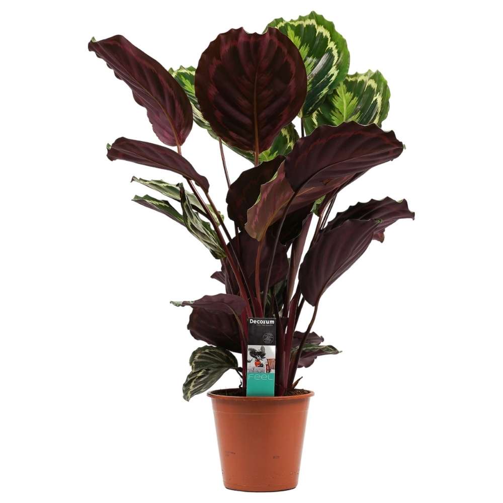 Planta care se Roaga Calathea Medallion, 90 cm, frunze elegante rotunde cu model simetric, verde si margini argintii, perfecta pentru orice decor interior