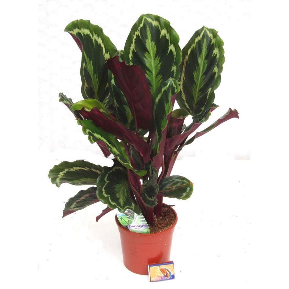 Planta care se Roaga Calathea Medallion, 35-45 cm, frunze elegante rotunde cu model simetric, verde si margini argintii, perfecta pentru orice decor interior
