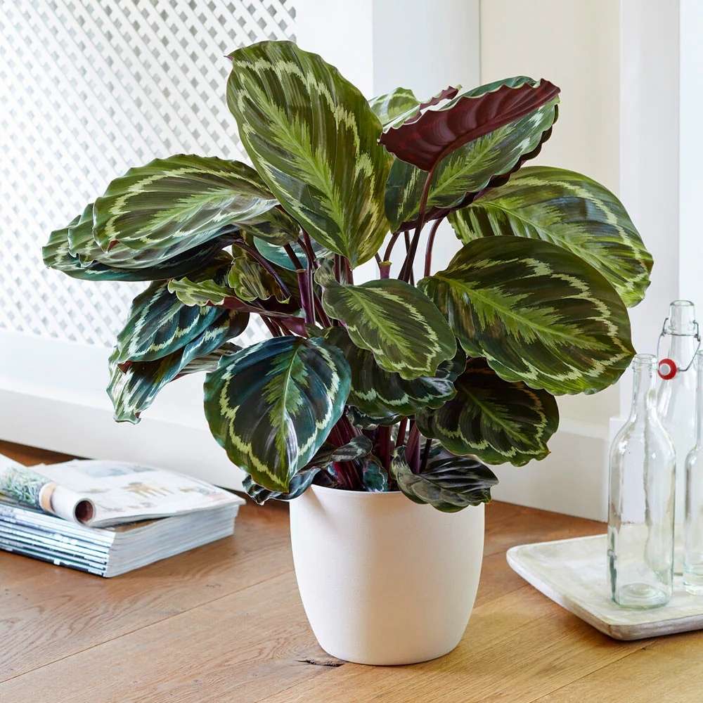Planta care se Roaga Calathea Medallion, 35-45 cm, frunze elegante rotunde cu model simetric, verde si margini argintii, perfecta pentru orice decor interior