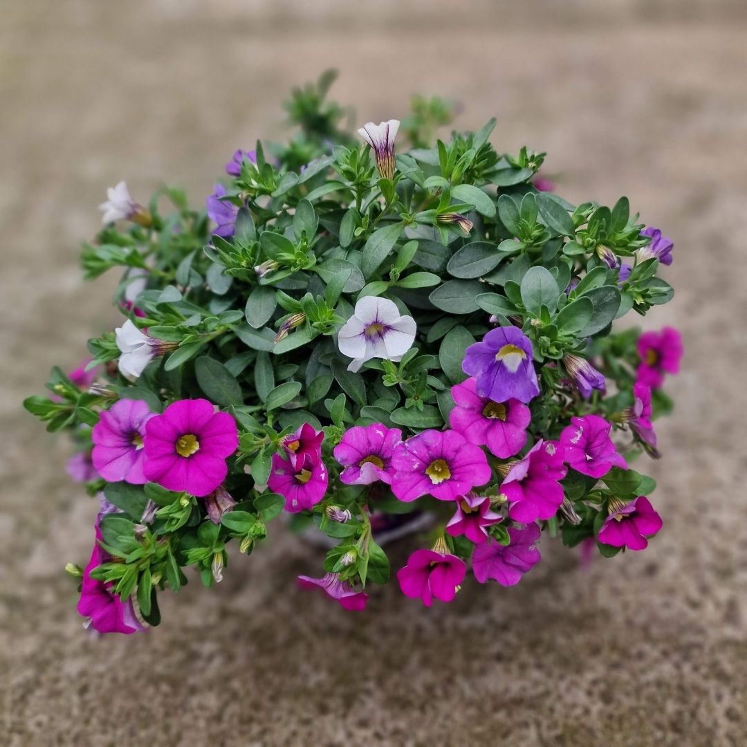 Calibrachoa (Petunie) Triobells Pastel, cu flori mov, roz si alb