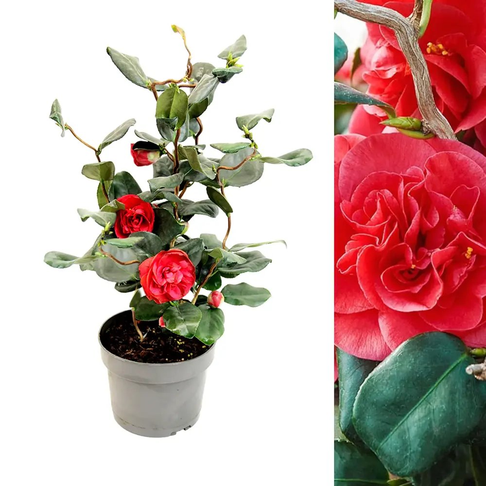 Trandafir Japonez Camellia Curly Lady, arbust vesnic verde cu flori rosii si ramuri rasucite decorativ, Inflorire februarie – aprilie