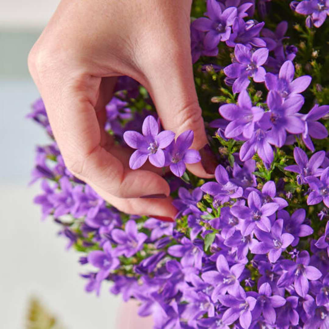 Clopotel (Campanula) Ambella Lavender, planta perena cu flori mov-lavanda, ideala pentru jardiniere si gradini, inflorire repetata