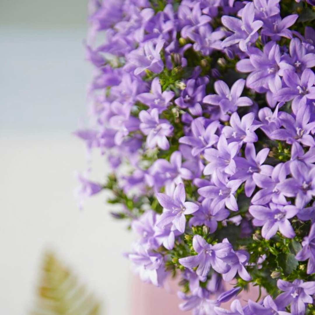 Clopotel (Campanula) Ambella Lavender, planta perena cu flori mov-lavanda, ideala pentru jardiniere si gradini, inflorire repetata
