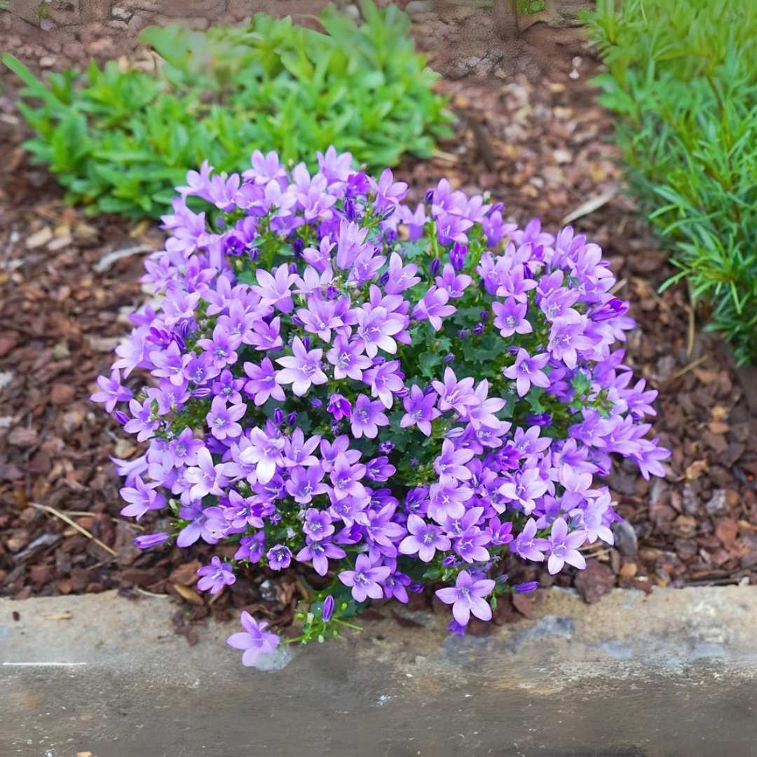 Clopotel (Campanula) Ambella Lavender, planta perena cu flori mov-lavanda, ideala pentru jardiniere si gradini, inflorire repetata