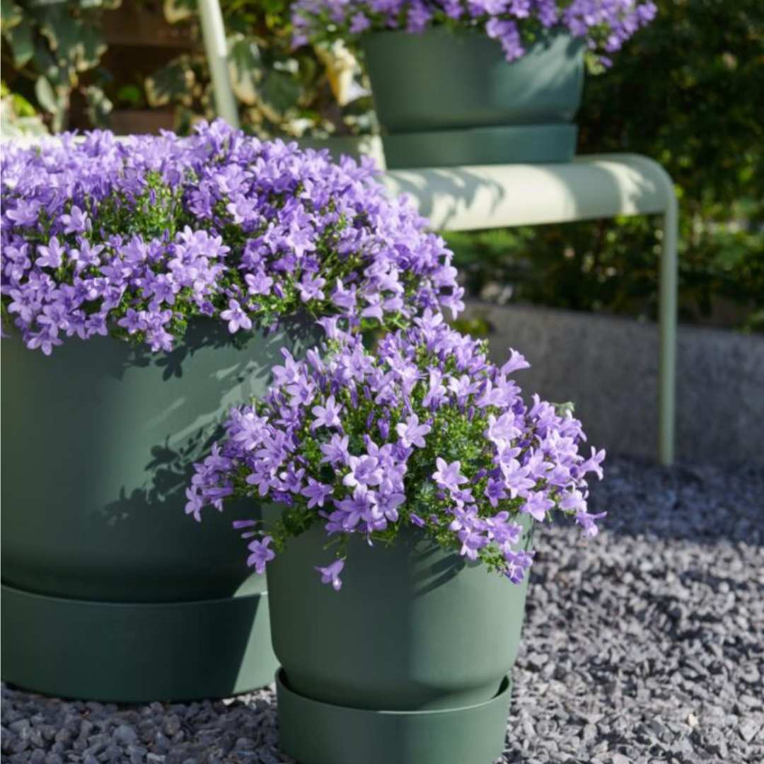 Clopotel (Campanula) Ambella Lavender, planta perena cu flori mov-lavanda, ideala pentru jardiniere si gradini, inflorire repetata