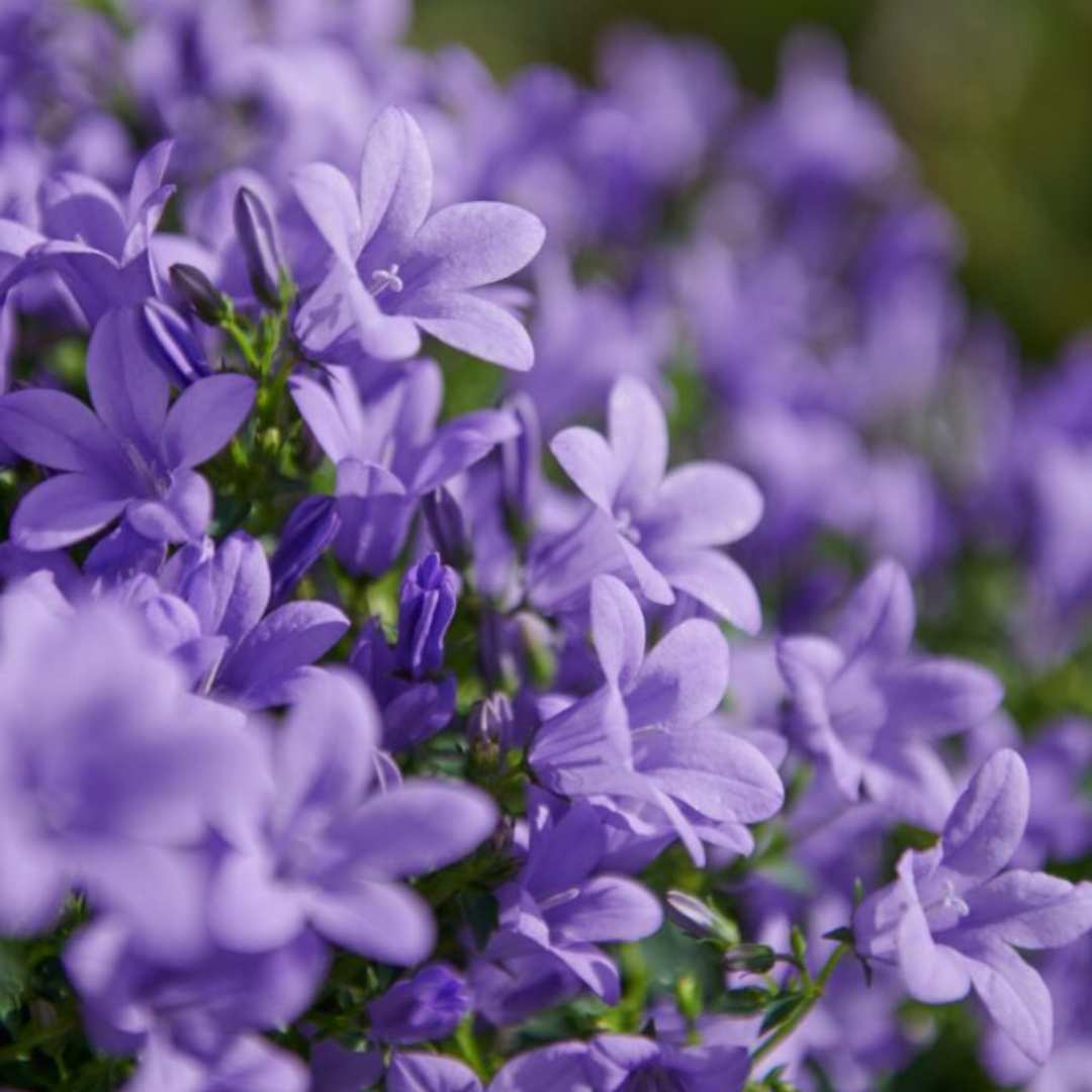 Clopotel (Campanula) Ambella Lavender, planta perena cu flori mov-lavanda, ideala pentru jardiniere si gradini, inflorire repetata