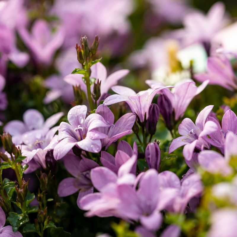 Clopotel (Campanula) Ambella Pink, perena florifera roz pentru semiumbra, flori roz-delicat, inflorire repetata