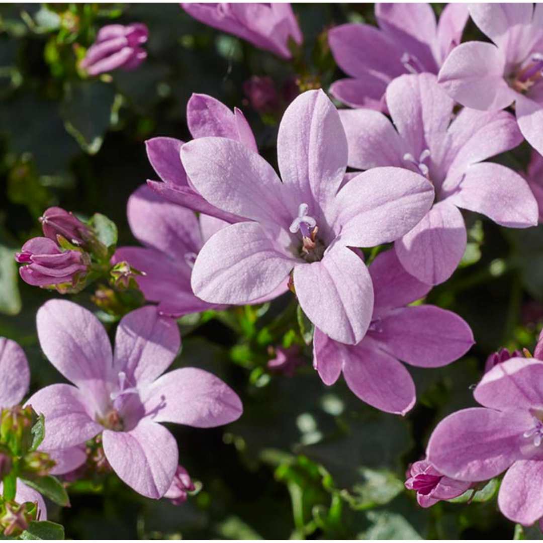 Clopotel (Campanula) Ambella Pink, perena florifera roz pentru semiumbra, flori roz-delicat, inflorire repetata