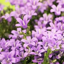 Clopotel (Campanula) Ambella Pink, perena florifera roz pentru semiumbra, flori roz-delicat, inflorire repetata