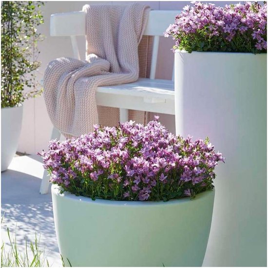 Clopotel (Campanula) Ambella Pink, perena florifera roz pentru semiumbra, flori roz-delicat, inflorire repetata