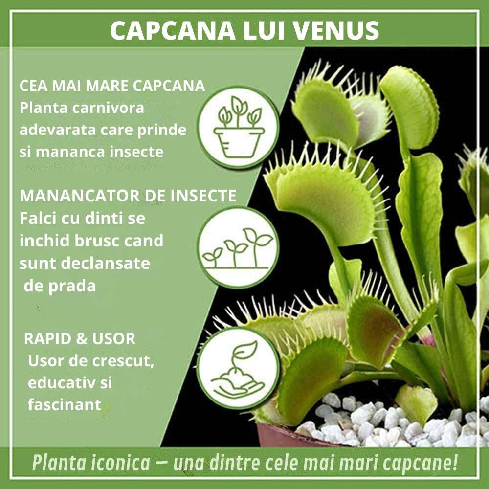 Planta carnivora Capcana lui Venus (Dionaea muscipula), planta de interior cu capcane active pentru insecte - 10 cm