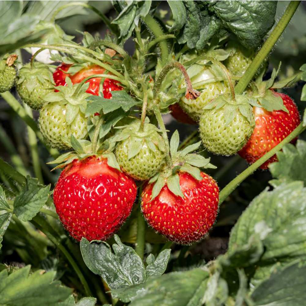 Capsun Delizz (Fragaria Ananassa), cu fructe dulci suculente