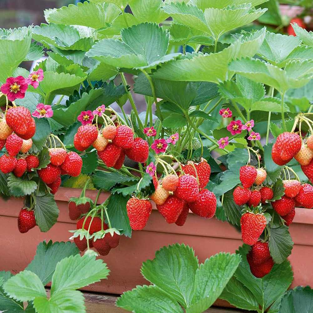 Capsun Delizz (Fragaria Ananassa), cu fructe dulci suculente