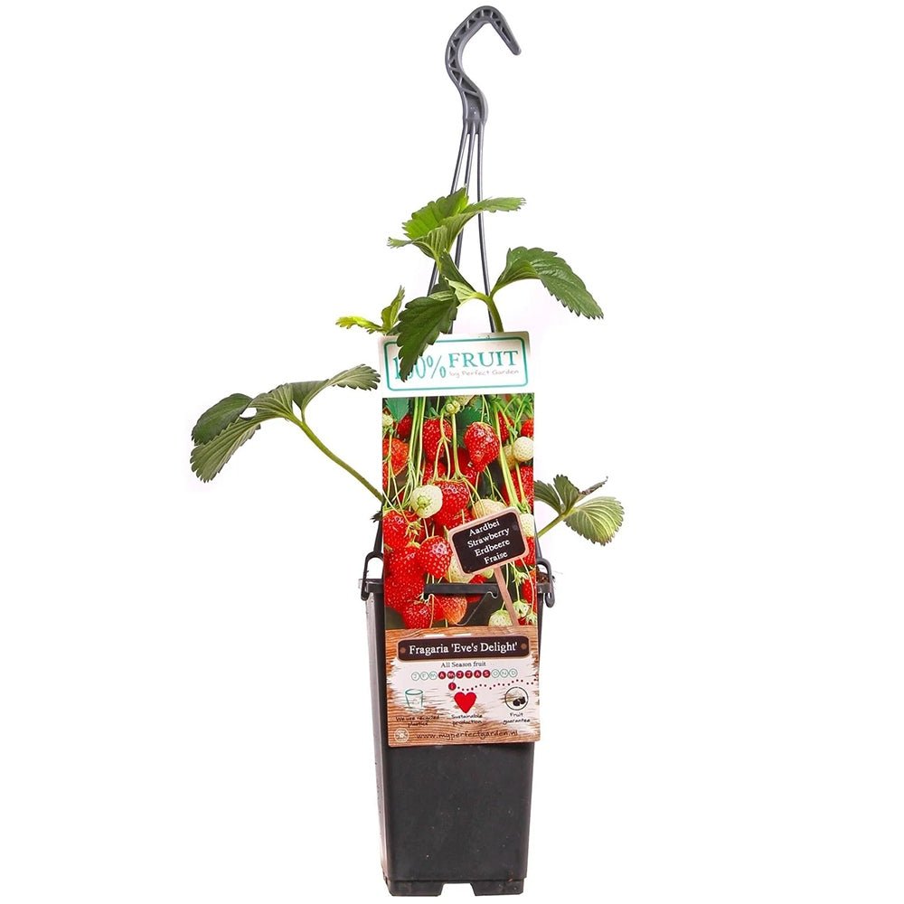 Capsun Eve's Delight (Fragaria ananassa), cu fructe dulci aromate