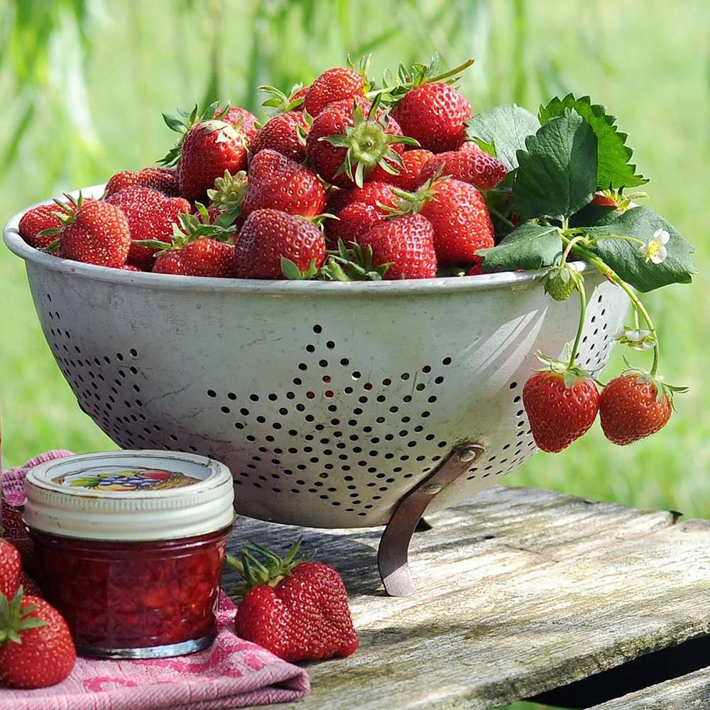 Capsun Eve's Delight (Fragaria ananassa), cu fructe dulci aromate