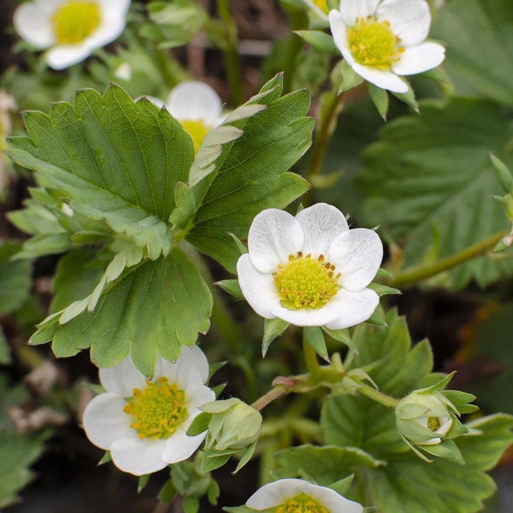 Capsun Eve's Delight (Fragaria ananassa), cu fructe dulci aromate