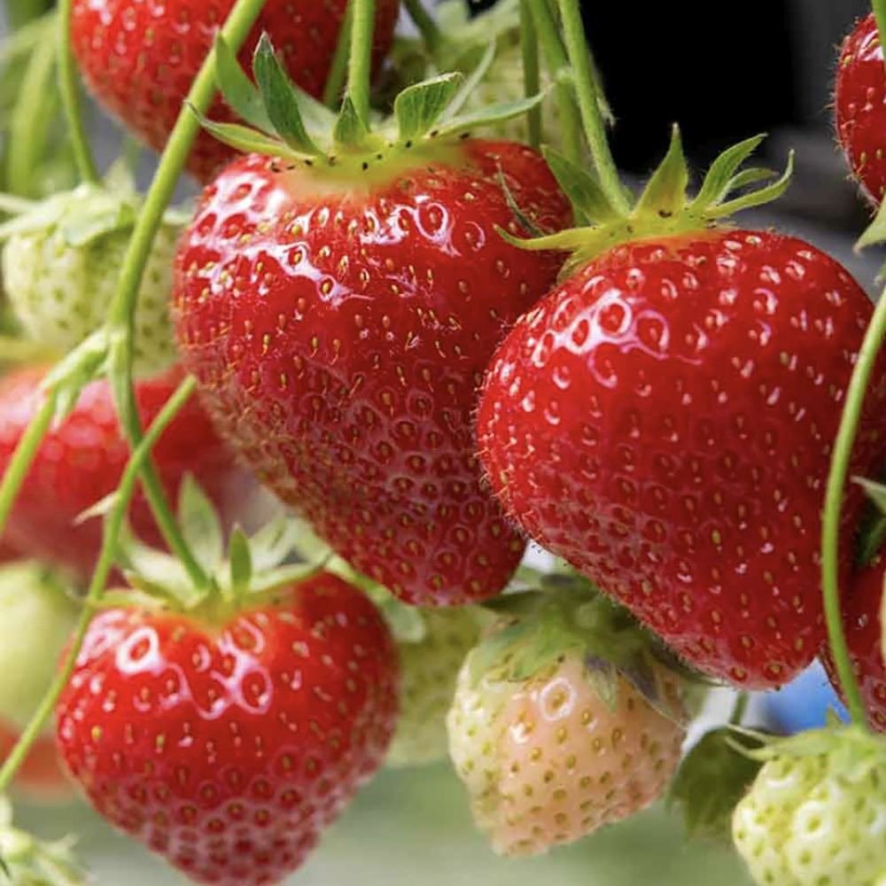Capsun Eve's Delight (Fragaria ananassa), cu fructe dulci aromate